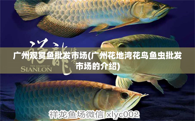 廣州觀賞魚批發(fā)市場(chǎng)(廣州花地灣花鳥魚蟲批發(fā)市場(chǎng)的介紹)