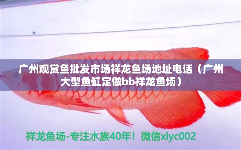 廣州觀賞魚批發(fā)市場祥龍魚場地址電話（廣州大型魚缸定做bb祥龍魚場）