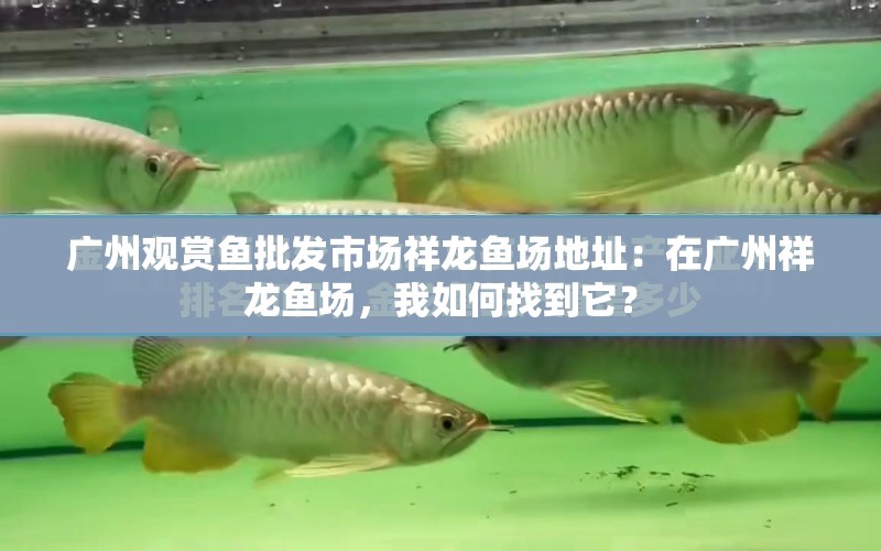 廣州觀賞魚(yú)批發(fā)市場(chǎng)祥龍魚(yú)場(chǎng)地址：在廣州祥龍魚(yú)場(chǎng)，我如何找到它？ 水族問(wèn)答