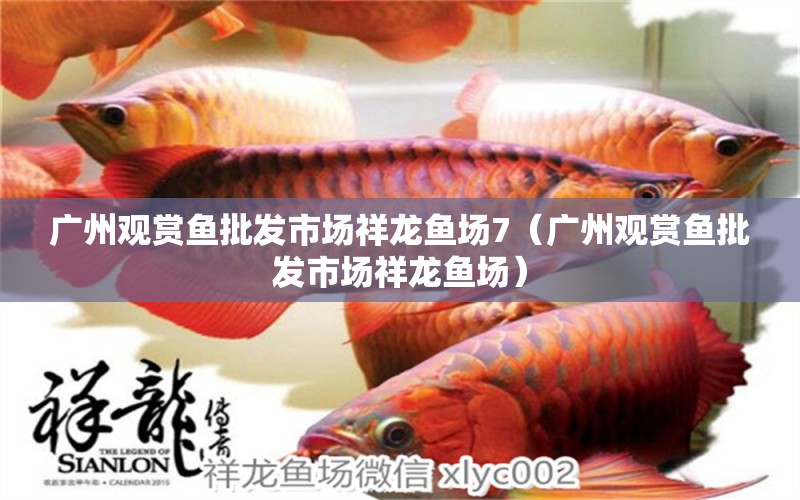 廣州觀賞魚批發(fā)市場(chǎng)祥龍魚場(chǎng)7（廣州觀賞魚批發(fā)市場(chǎng)祥龍魚場(chǎng)）