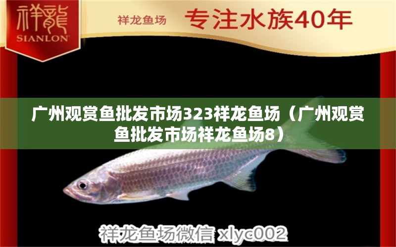 廣州觀賞魚批發(fā)市場(chǎng)323祥龍魚場(chǎng)（廣州觀賞魚批發(fā)市場(chǎng)祥龍魚場(chǎng)8）