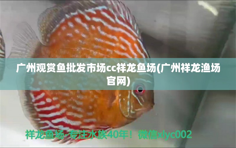 廣州觀賞魚(yú)批發(fā)市場(chǎng)cc祥龍魚(yú)場(chǎng)(廣州祥龍漁場(chǎng)官網(wǎng)) 觀賞魚(yú)批發(fā) 第1張