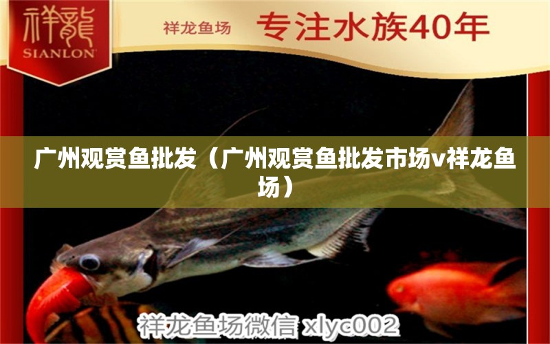 廣州觀賞魚(yú)批發(fā)（廣州觀賞魚(yú)批發(fā)市場(chǎng)v祥龍魚(yú)場(chǎng)）