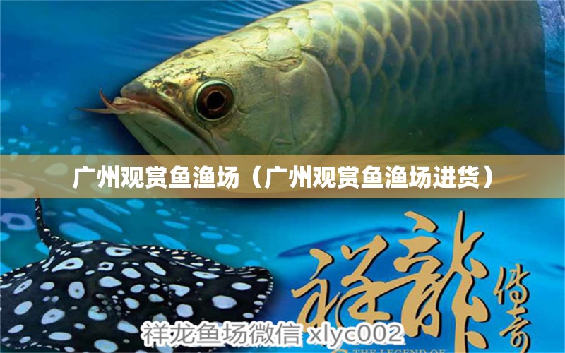 廣州觀賞魚漁場(chǎng)（廣州觀賞魚漁場(chǎng)進(jìn)貨） 廣州水族批發(fā)市場(chǎng)