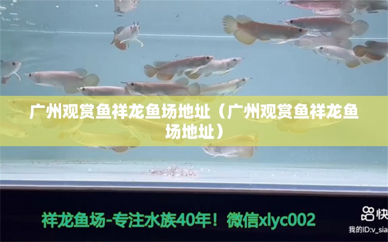 廣州觀賞魚祥龍魚場地址（廣州觀賞魚祥龍魚場地址）