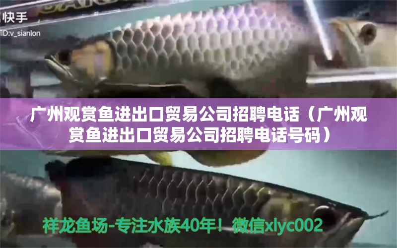 廣州觀賞魚進出口貿(mào)易公司招聘電話（廣州觀賞魚進出口貿(mào)易公司招聘電話號碼） 觀賞魚進出口