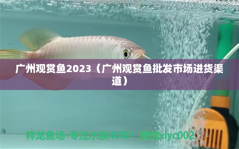 廣州觀賞魚2023（廣州觀賞魚批發(fā)市場進(jìn)貨渠道）