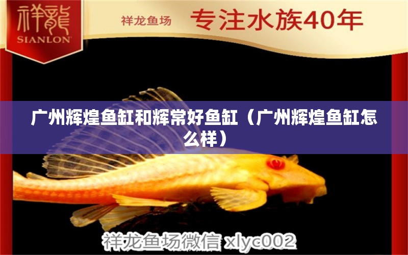 廣州輝煌魚(yú)缸和輝常好魚(yú)缸（廣州輝煌魚(yú)缸怎么樣）