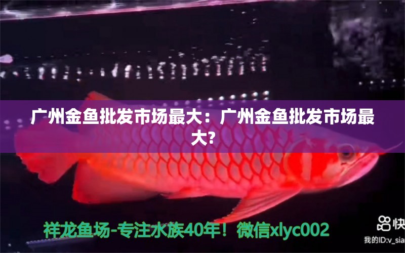 廣州金魚批發(fā)市場最大：廣州金魚批發(fā)市場最大?