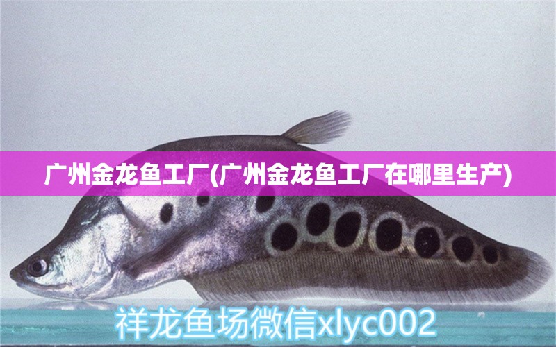 廣州金龍魚工廠(廣州金龍魚工廠在哪里生產(chǎn)) 虎斑恐龍魚