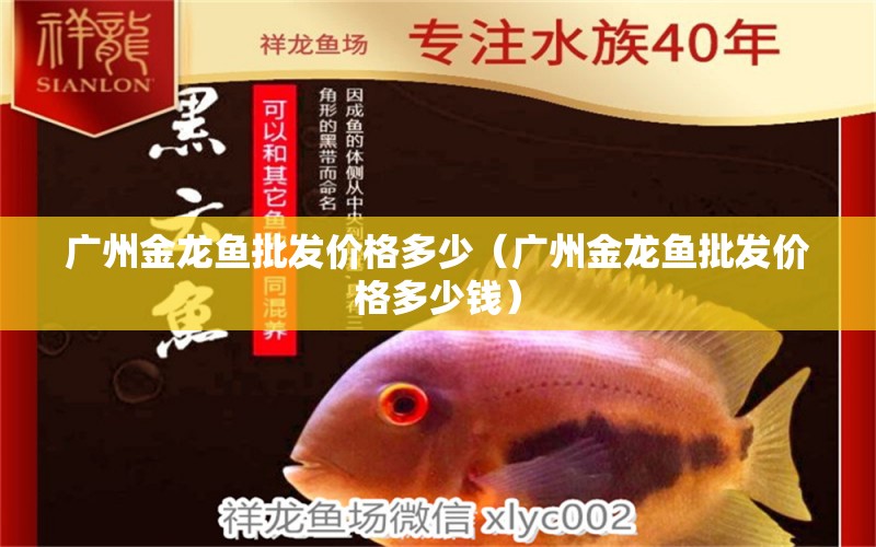 廣州金龍魚批發(fā)價格多少（廣州金龍魚批發(fā)價格多少錢） 龍魚批發(fā)