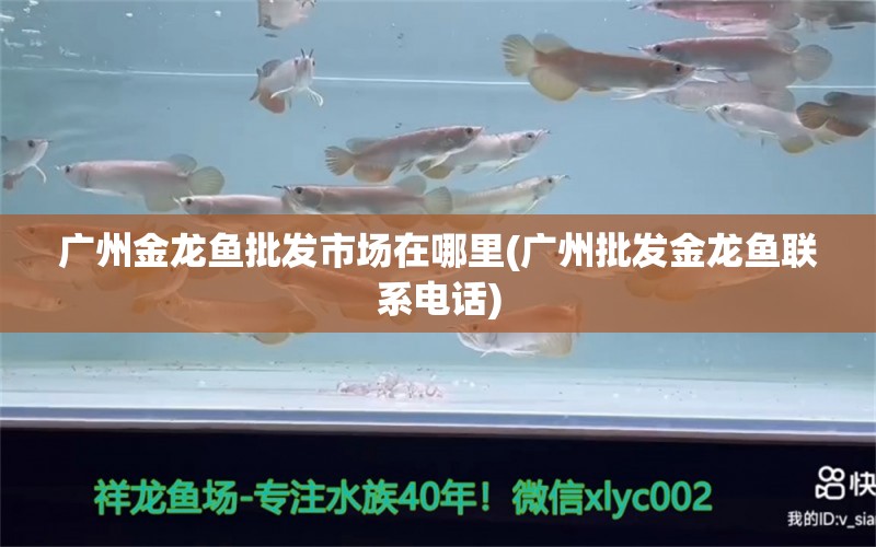 廣州金龍魚批發(fā)市場在哪里(廣州批發(fā)金龍魚聯(lián)系電話) 龍魚批發(fā)