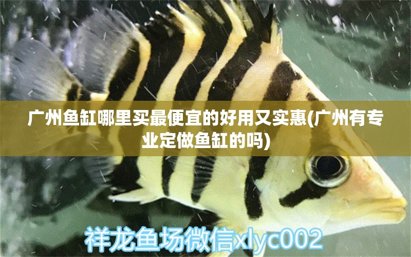 廣州魚缸哪里買最便宜的好用又實(shí)惠(廣州有專業(yè)定做魚缸的嗎) 白子銀龍苗（黃化銀龍苗）