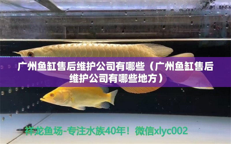 廣州魚缸售后維護公司有哪些（廣州魚缸售后維護公司有哪些地方） 其他品牌魚缸