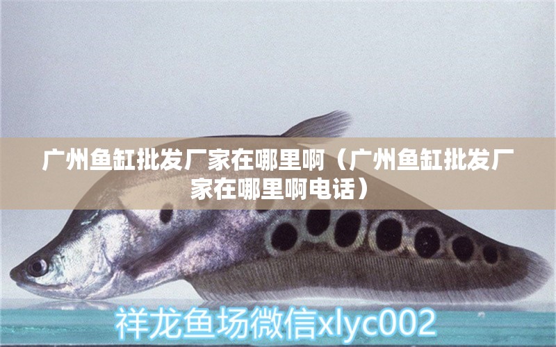 廣州魚缸批發(fā)廠家在哪里?。◤V州魚缸批發(fā)廠家在哪里啊電話） 馬拉莫寶石魚