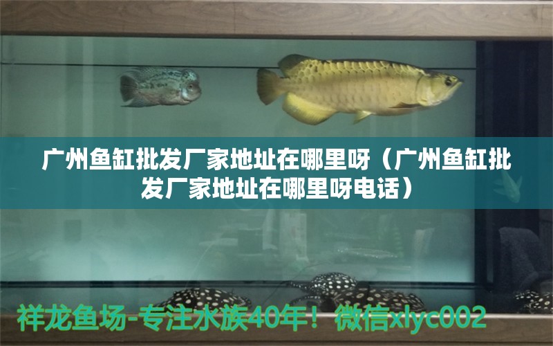 廣州魚缸批發(fā)廠家地址在哪里呀（廣州魚缸批發(fā)廠家地址在哪里呀電話）