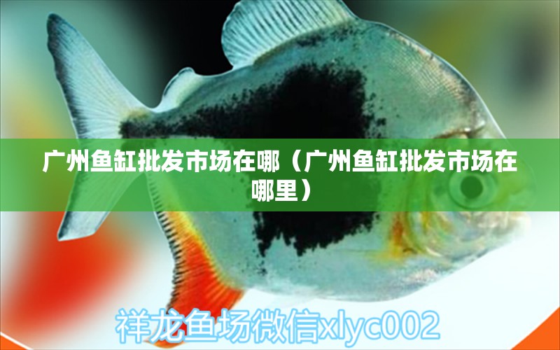 廣州魚缸批發(fā)市場在哪（廣州魚缸批發(fā)市場在哪里）