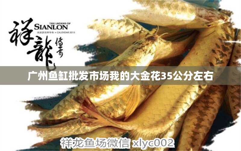 廣州魚缸批發(fā)市場我的大金花35公分左右 熊貓異形魚L46 第2張