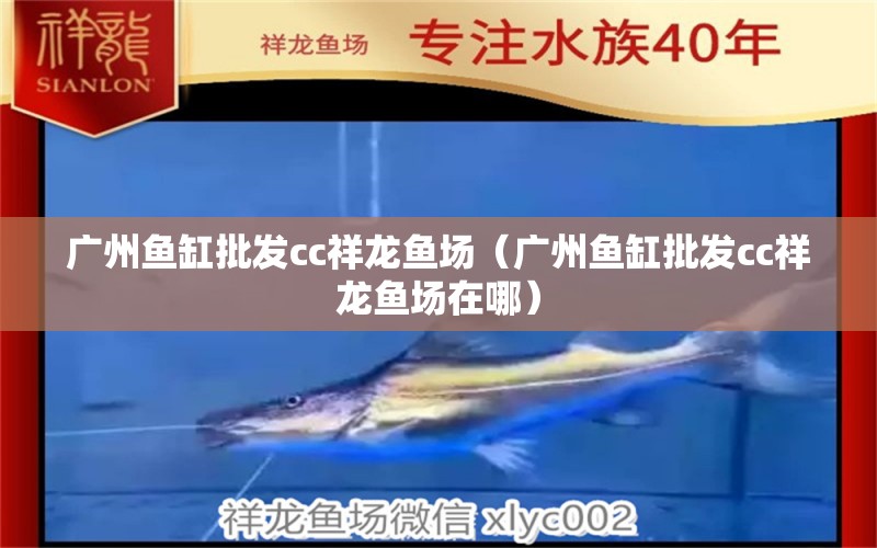 廣州魚(yú)缸批發(fā)cc祥龍魚(yú)場(chǎng)（廣州魚(yú)缸批發(fā)cc祥龍魚(yú)場(chǎng)在哪）