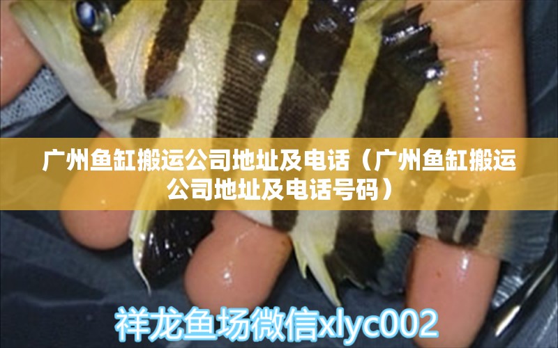 廣州魚缸搬運(yùn)公司地址及電話（廣州魚缸搬運(yùn)公司地址及電話號(hào)碼） 觀賞魚市場(chǎng)（混養(yǎng)魚）