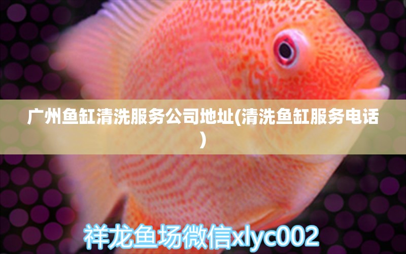 廣州魚缸清洗服務(wù)公司地址(清洗魚缸服務(wù)電話) 白寫錦鯉魚