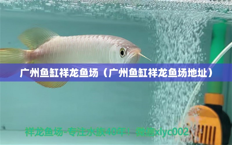 廣州魚缸祥龍魚場（廣州魚缸祥龍魚場地址）