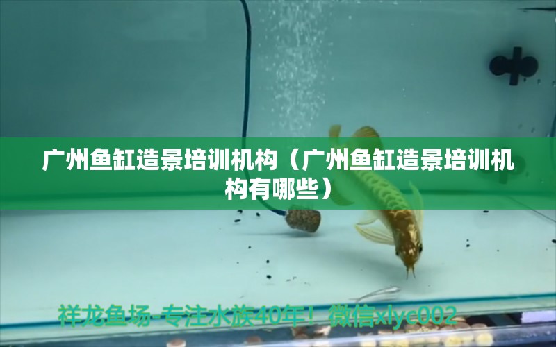 廣州魚缸造景培訓機構（廣州魚缸造景培訓機構有哪些）