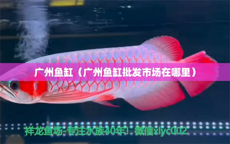 廣州魚缸（廣州魚缸批發(fā)市場(chǎng)在哪里）