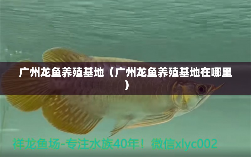 廣州龍魚養(yǎng)殖基地（廣州龍魚養(yǎng)殖基地在哪里）