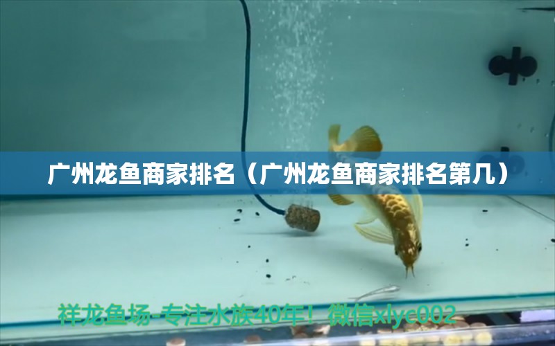 廣州龍魚(yú)商家排名（廣州龍魚(yú)商家排名第幾）