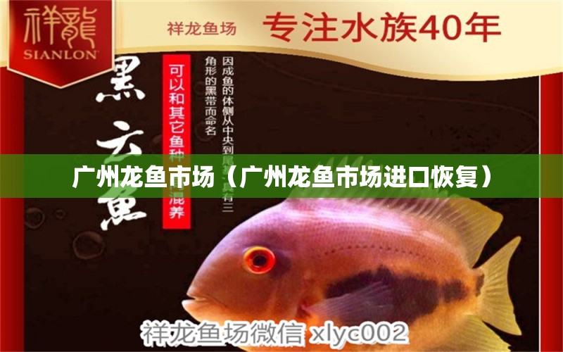 廣州龍魚市場（廣州龍魚市場進口恢復） 廣州水族批發(fā)市場