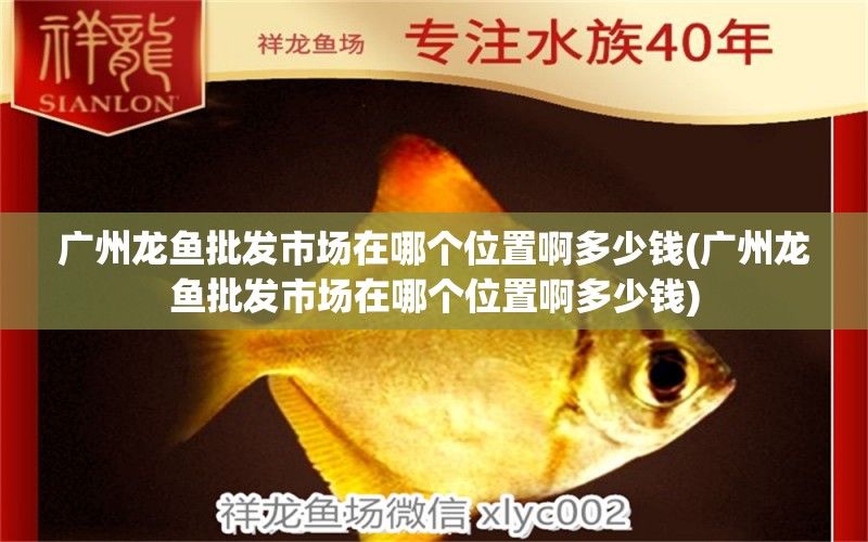 廣州龍魚批發(fā)市場在哪個位置啊多少錢(廣州龍魚批發(fā)市場在哪個位置啊多少錢)