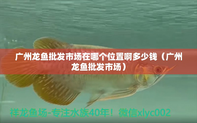 廣州龍魚批發(fā)市場在哪個位置啊多少錢（廣州龍魚批發(fā)市場）