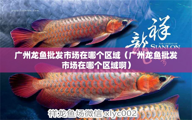 廣州龍魚批發(fā)市場在哪個區(qū)域（廣州龍魚批發(fā)市場在哪個區(qū)域?。? title=