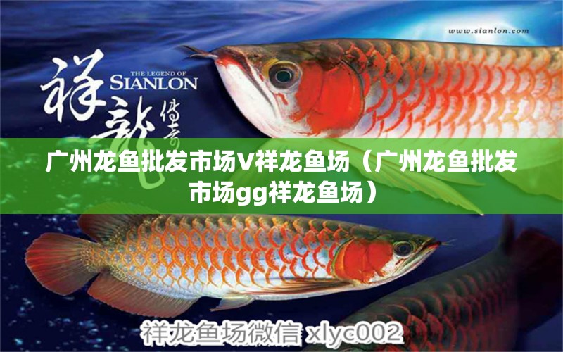 廣州龍魚批發(fā)市場V祥龍魚場（廣州龍魚批發(fā)市場gg祥龍魚場）