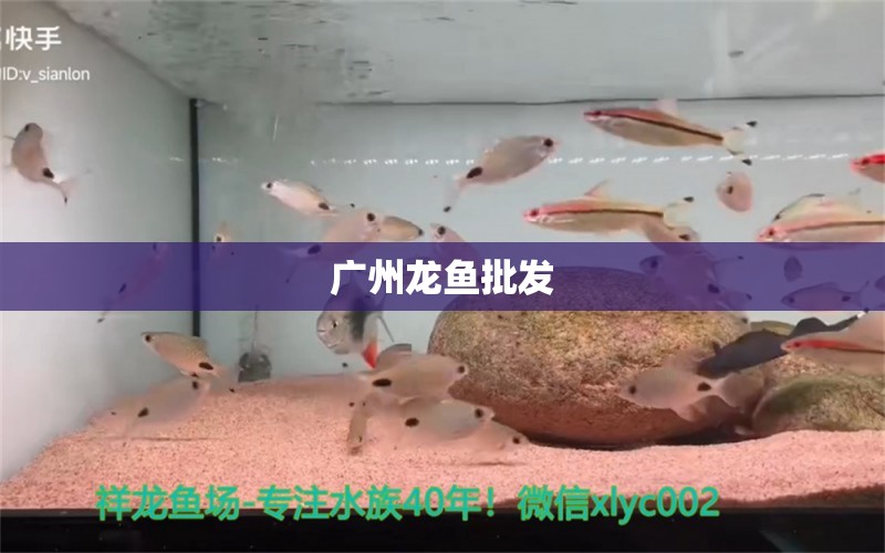 廣州龍魚批發(fā)