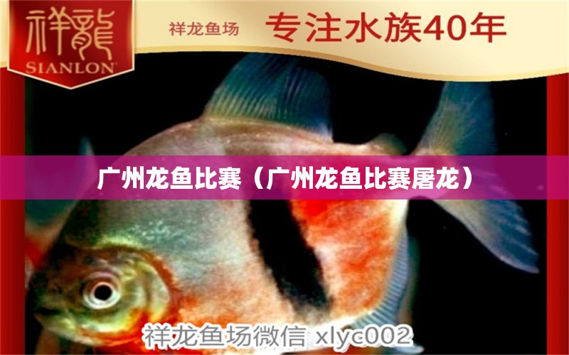 廣州龍魚比賽（廣州龍魚比賽屠龍）