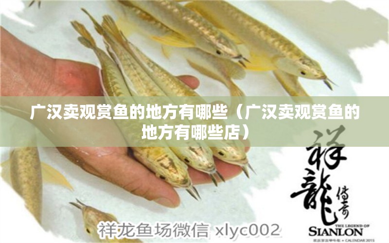 廣漢賣觀賞魚的地方有哪些（廣漢賣觀賞魚的地方有哪些店）