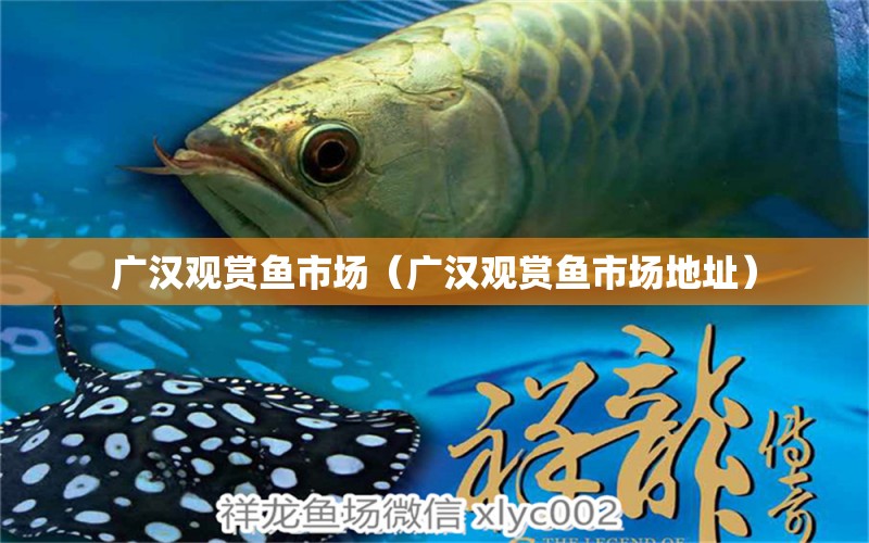 廣漢觀賞魚市場（廣漢觀賞魚市場地址）