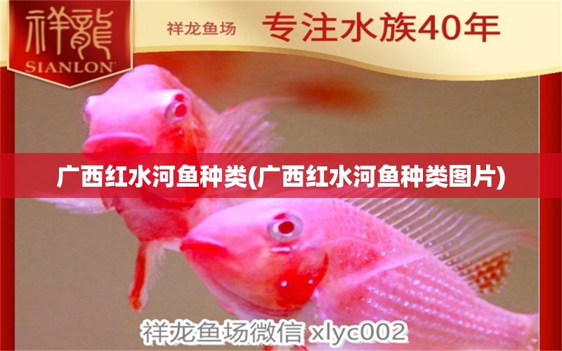 廣西紅水河魚種類(廣西紅水河魚種類圖片) 觀賞魚市場(chǎng)（混養(yǎng)魚）