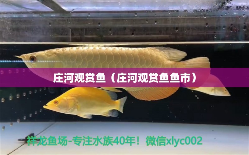 莊河觀賞魚（莊河觀賞魚魚市）