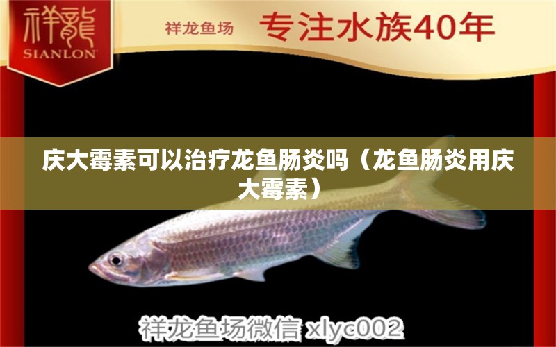 慶大霉素可以治療龍魚腸炎嗎（龍魚腸炎用慶大霉素）