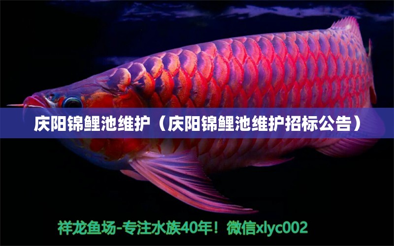 慶陽(yáng)錦鯉池維護(hù)（慶陽(yáng)錦鯉池維護(hù)招標(biāo)公告）