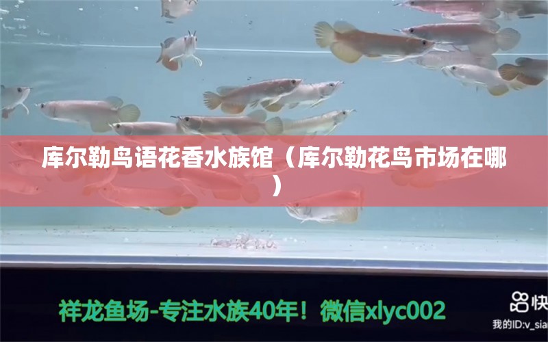 庫爾勒鳥語花香水族館（庫爾勒花鳥市場在哪）