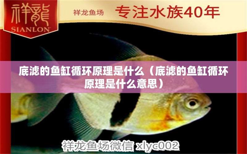 底濾的魚缸循環(huán)原理是什么（底濾的魚缸循環(huán)原理是什么意思）