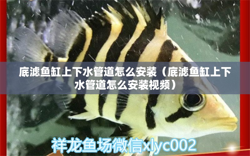 底濾魚缸上下水管道怎么安裝（底濾魚缸上下水管道怎么安裝視頻） 祥龍水族醫(yī)院