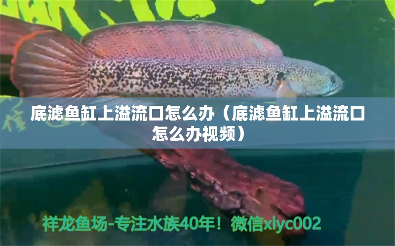 底濾魚缸上溢流口怎么辦（底濾魚缸上溢流口怎么辦視頻） 觀賞魚市場（混養(yǎng)魚）