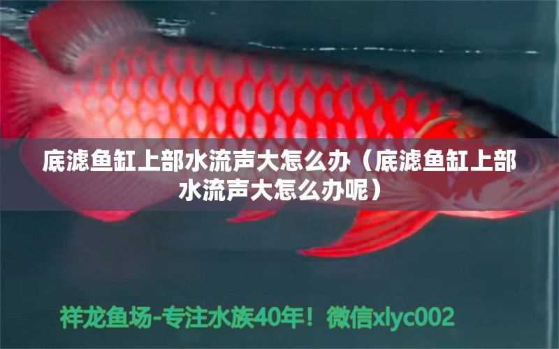 底濾魚缸上部水流聲大怎么辦（底濾魚缸上部水流聲大怎么辦呢） 白玉紅龍魚