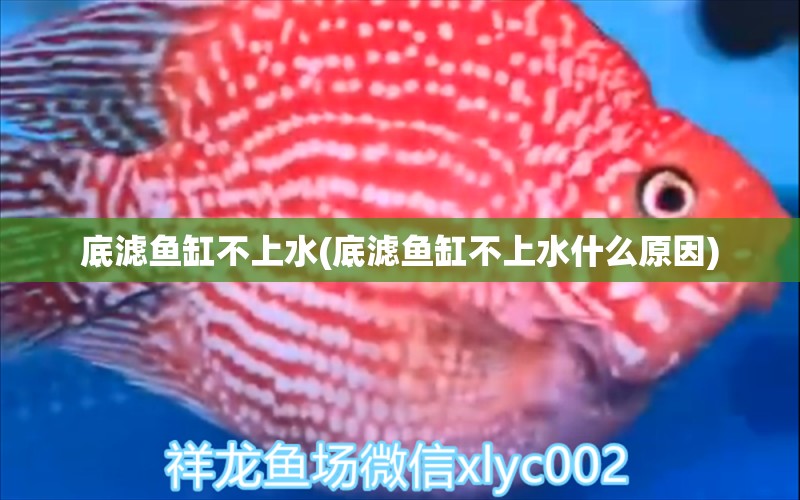 底濾魚缸不上水(底濾魚缸不上水什么原因) 丹頂錦鯉魚 第1張