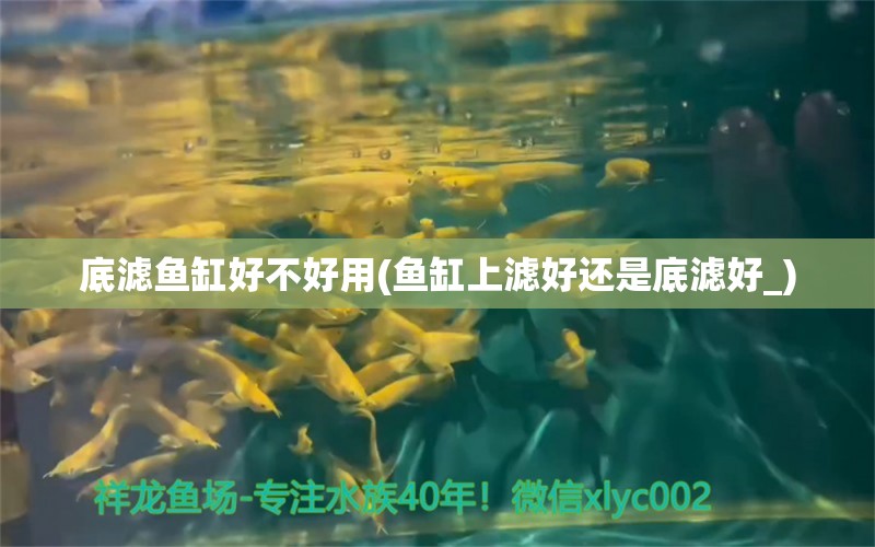 底濾魚缸好不好用(魚缸上濾好還是底濾好_) 非洲象鼻魚